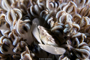 Soft Coral Crab. 60mm + 4 diopter no cropping :o) by Debi Henshaw 
